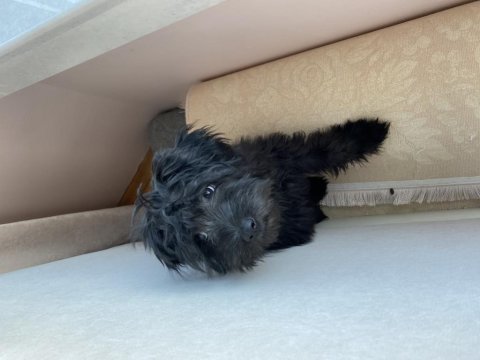 5 aylık siyah toy poodle