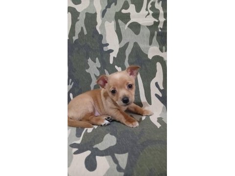 Minyatür pinscher yavrularımız sahiplendirilecek