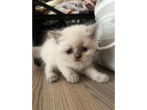 4 british shorthair yavru kedi
