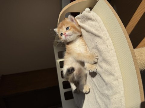 Ny11 ny12 mükemmel kalite golden british shorthair