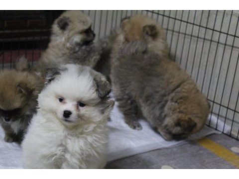 Pomeranian köpekler yeni yuvasını arıyor