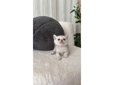 Mükemmel british shorthair bebişlerim