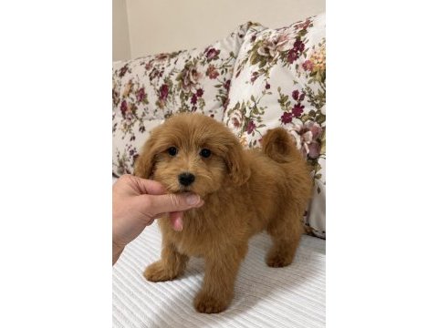 Red dişi maltipoo
