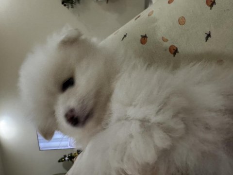 3 beyaz pomeranian boo 2 maskeli