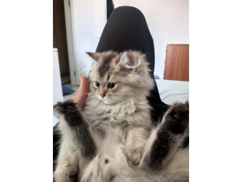 British longhair
