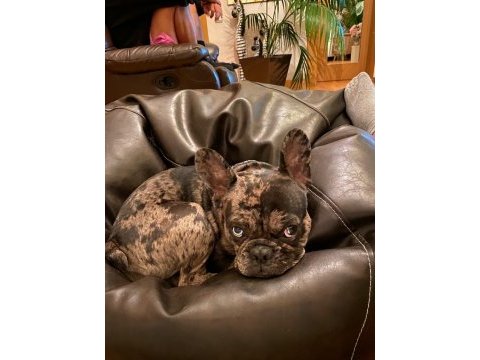 Erkek merle french bulldog 1.5 yaşında çipli