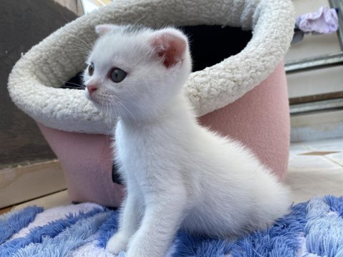 Scottish fold yavru