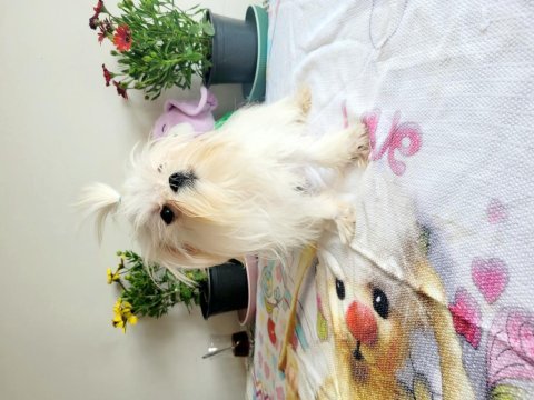 Kif şecere anne ve baba yavrusu çanta boy maltese