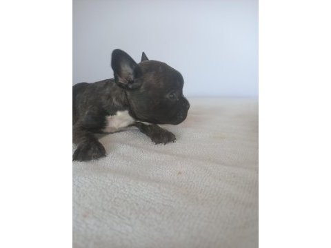 2.5 aylık french bulldog yavrular