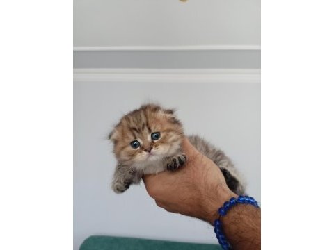 Scottish fold bebekler