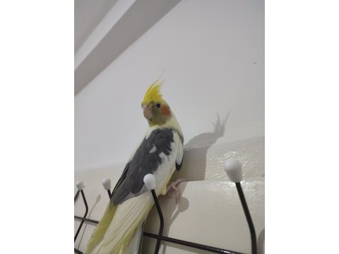 2 yaşında hazır sultan papağanı takım yuvalık kafes yemlik