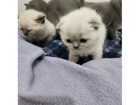 Müthiş güzellikte safkan scottish fold yavrular