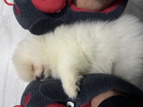 3.5 aylık teddy face pomeranian boo