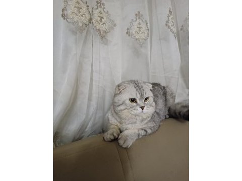 4 yaşında akıllı eğitimli scottish fold