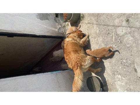 Yavru safkan golden retriever yavrular