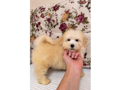 Maltipoo puf puf erkek
