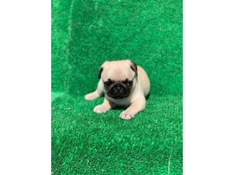 Pug mops (rıfkı) yavruları sizlerle