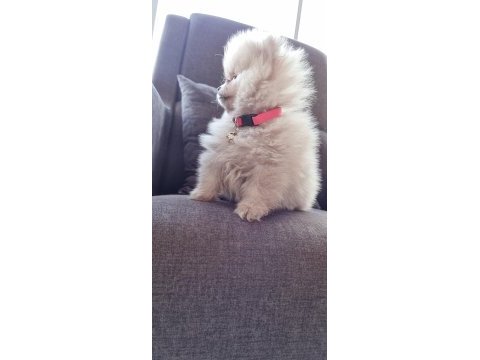 550 gr teacup pomeranian