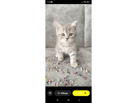 British shorthair 60 günlük erkek