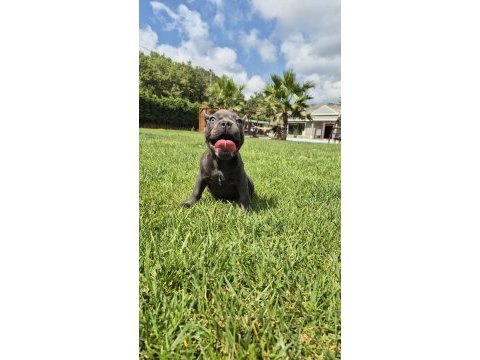 Mükemmel kalıtede french bulldog yavruları 