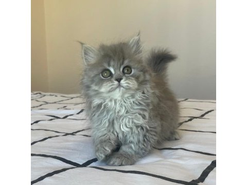 Oyuncul yavru british longhair