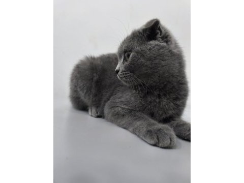 Yavru scottish fold kedisi