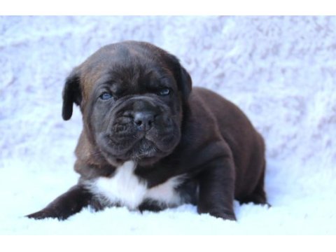 Fcı-kıf şecereli safkan cane corso yavrular