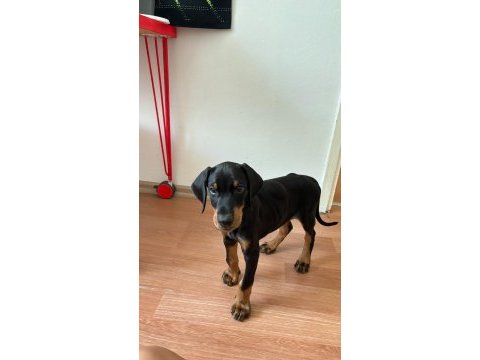 3 aylık erkek doberman şecereli ankara keçiören