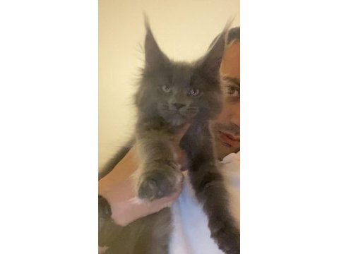 Xxxl erkek maine coon