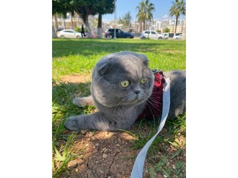 Ayı surat scottish fold oğluma eş arıyorum