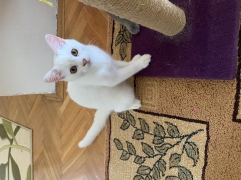 Oyuncu chinchilla kızım