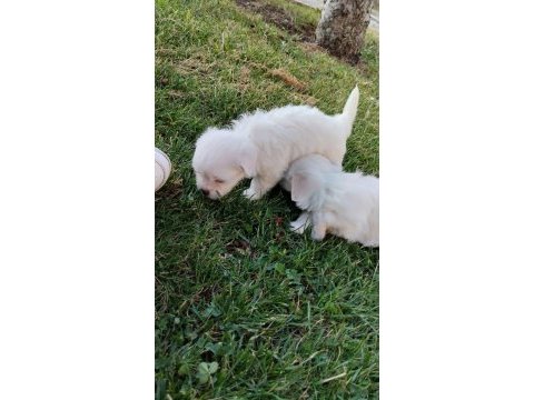 Kendi beslediğim maltese köpeğimin yavruları üretici değilim