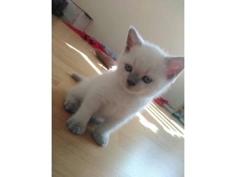 Muhteşem british shorthair blue point yavrularımız