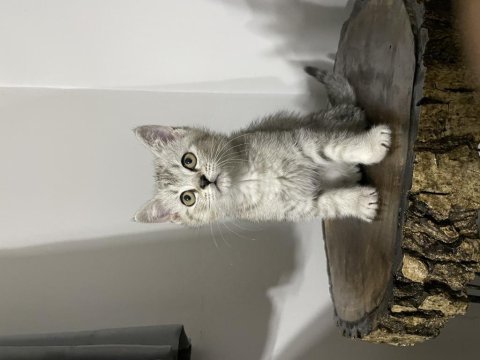 Erkek british shorthair yavrumuz