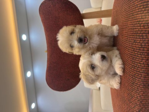 Minik maltipoo bebeklerim