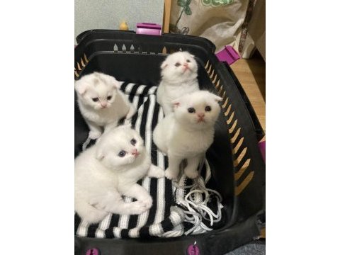Scottish fold yavrular