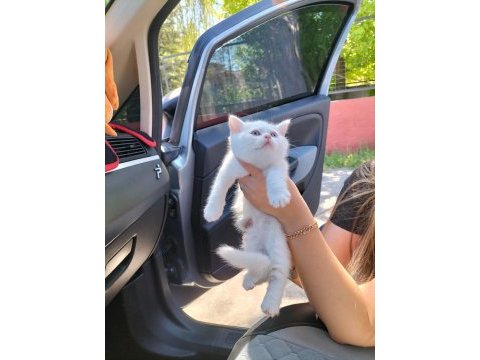 British shorthair w63 odd eyes erkek yavrum teslime hazır