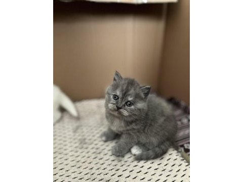 Orijinal safkan british shorthair gri yavru dişi