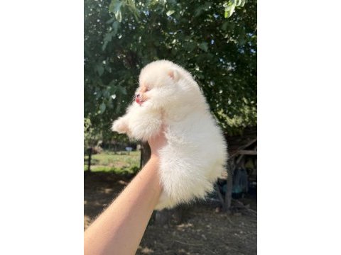 Zırve dişi pomeranian boo en iyisini isteyenlere