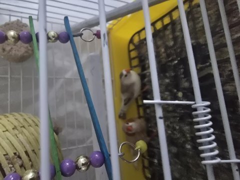 Ücretsiz sahiplendirme kafesi ile birlikte kuşumuz