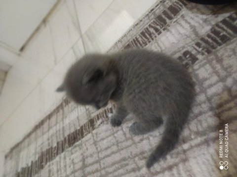 Anne baba british shorthair 40 günlük
