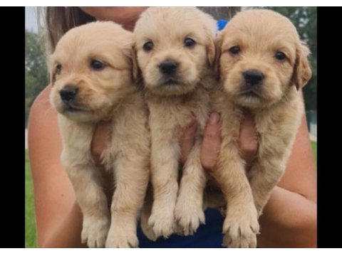 Golden retriever yavrulara yuva arıyoruz