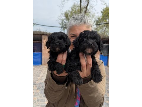 Sevimli morkie yavrularımız