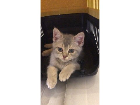 Yavru british shorthair