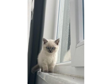 A+ bluepoint orjinal british shorthair yavrular