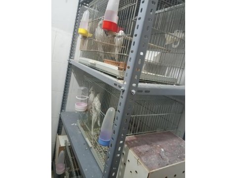 Albino eşli takım sultan papağanı