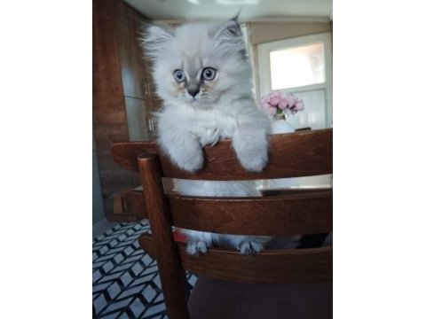British longhair 2,5 aylık