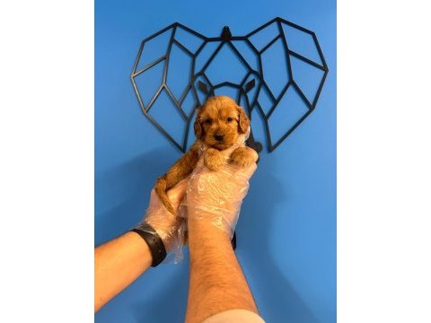 Orijinal ırk garantili maltipoo bebekler