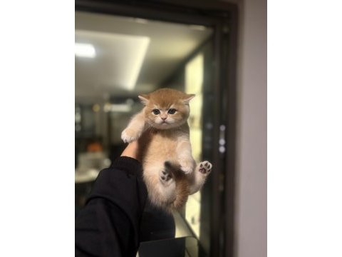Sevimli brıtısh shorthair yavrularım 