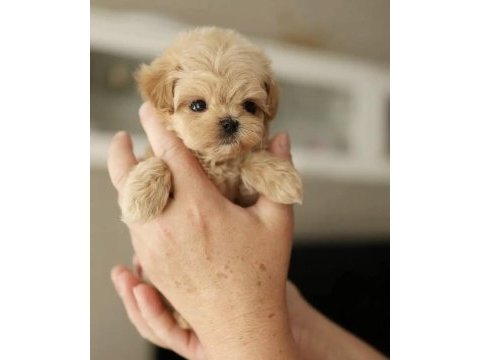 Kore teacup maltıpoo yavrularımız